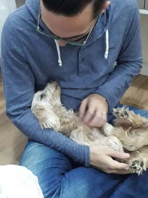 Cachorro ra a SRD idade 3 anos nome Dory