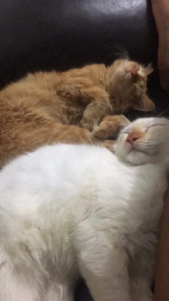 Gato raça  idade 2 a 6 meses nome Snow e Princesa 