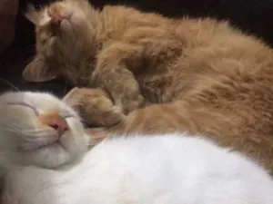 Gato raça  idade 2 a 6 meses nome Snow e Princesa 