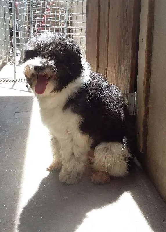 Cachorro ra a Poodle idade 3 anos nome Jeick