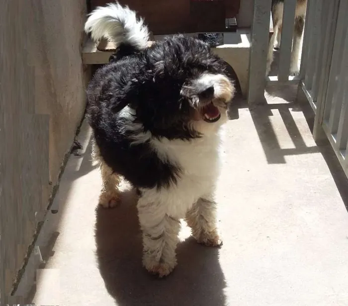 Cachorro ra a Poodle idade 3 anos nome Jeick