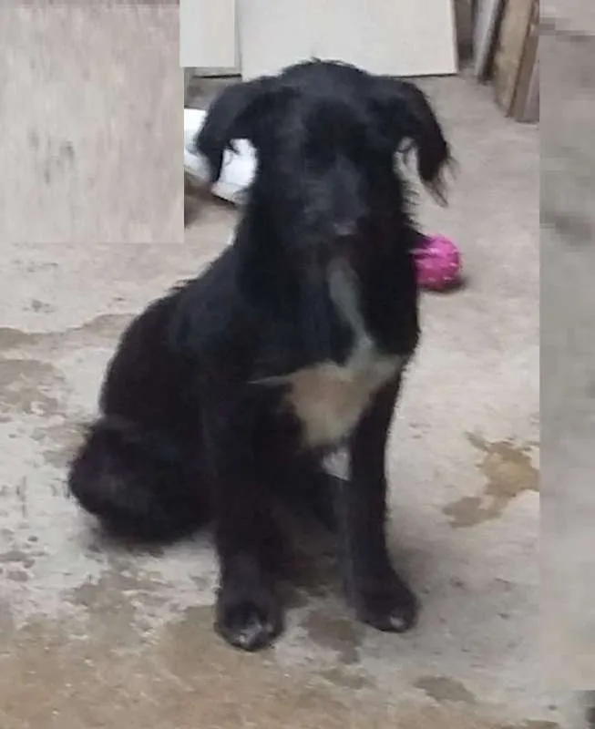 Cachorro ra a SRD idade 2 a 6 meses nome Baruch
