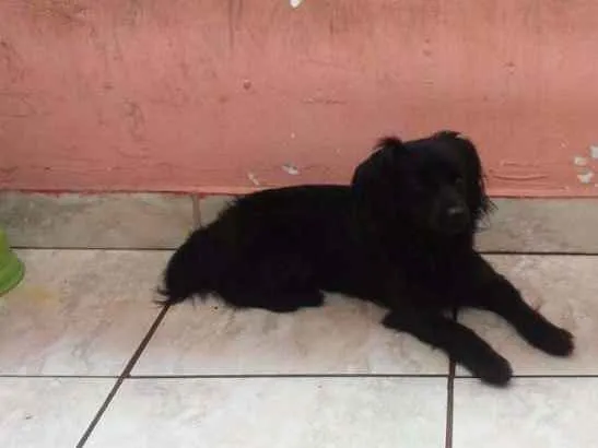 Cachorro ra a SRD idade 3 anos nome Yury