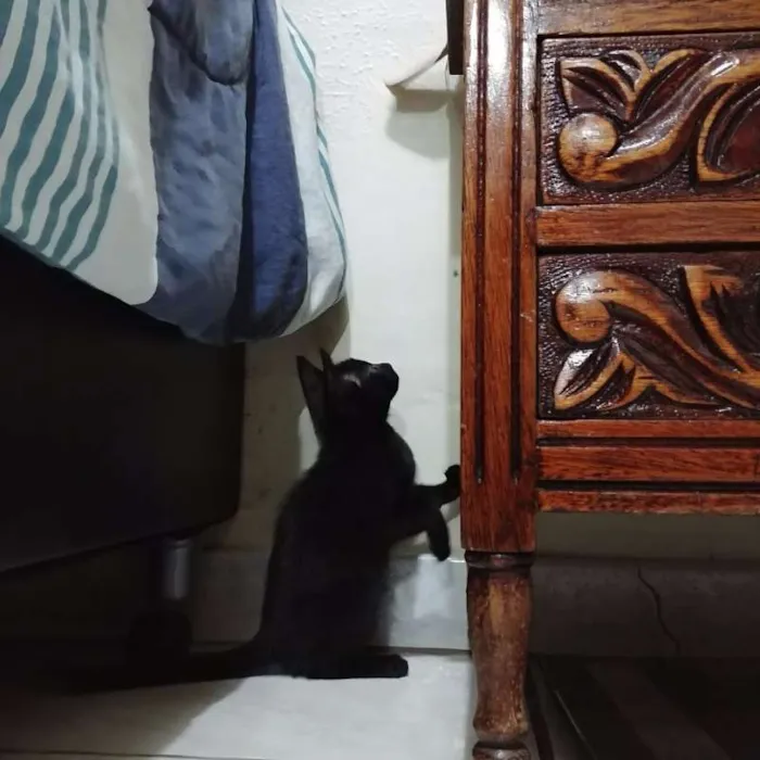 Gato ra a Da rua idade Abaixo de 2 meses nome Feijão