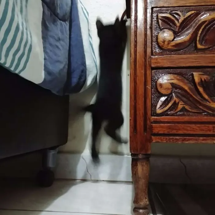 Gato ra a Da rua idade Abaixo de 2 meses nome Feijão