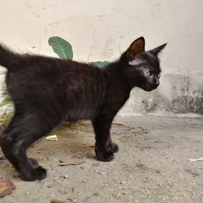 Gato ra a Da rua idade Abaixo de 2 meses nome Feijão