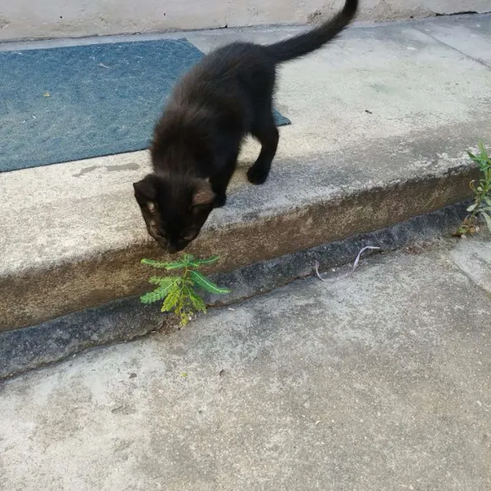 Gato ra a Da rua idade Abaixo de 2 meses nome Feijão