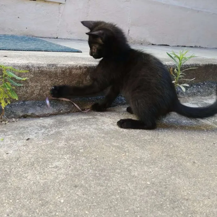 Gato ra a Da rua idade Abaixo de 2 meses nome Feijão