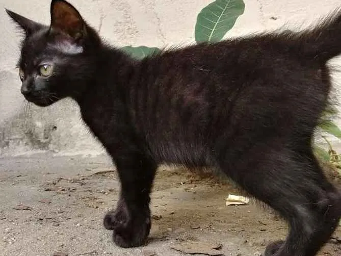 Gato ra a Da rua idade Abaixo de 2 meses nome Feijão