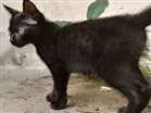 Gato raça Da rua idade Abaixo de 2 meses nome Feijão