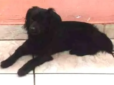 Cachorro ra a SRD idade 3 anos nome Yury