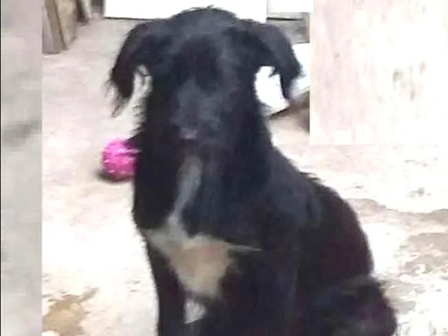 Cachorro ra a SRD idade 2 a 6 meses nome Baruch
