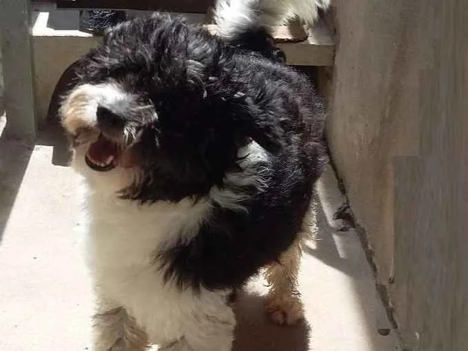 Cachorro ra a Poodle idade 3 anos nome Jeick