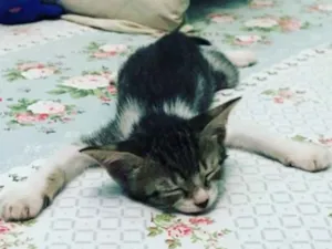 Gato raça  idade 2 a 6 meses nome Luna