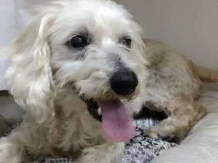 Cachorro ra a SRD idade 3 anos nome Dory
