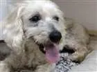 Cachorro raça SRD idade 3 anos nome Dory