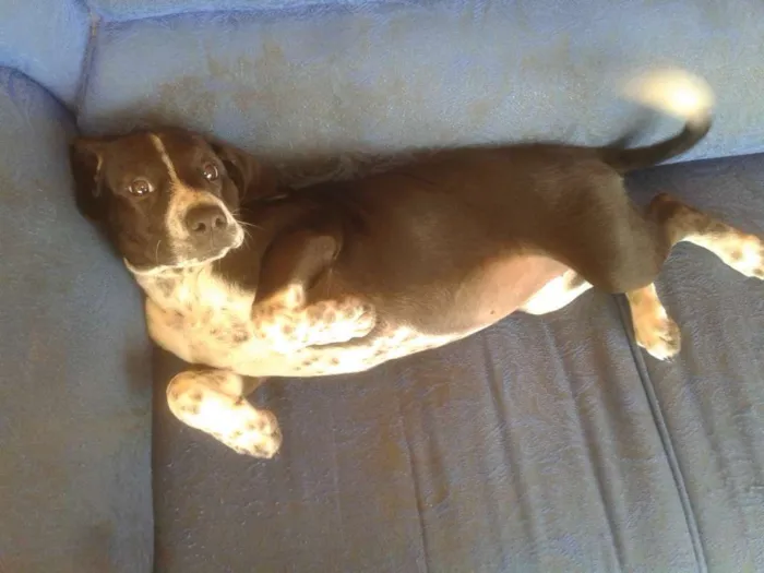 Cachorro ra a vira-lata idade 1 ano nome Judite
