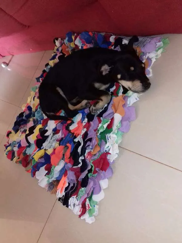 Cachorro raça SRD idade 2 a 6 meses nome PENNY