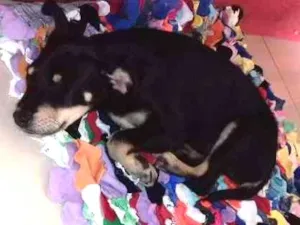 Cachorro raça SRD idade 2 a 6 meses nome PENNY