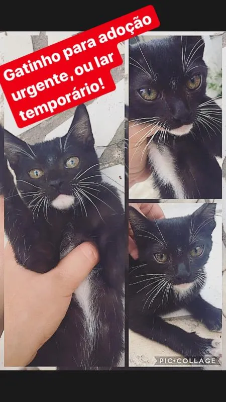 Gato ra a Srd idade Abaixo de 2 meses nome Não tem