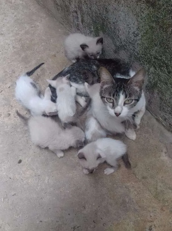Gato ra a  idade 2 a 6 meses nome Fofinhos
