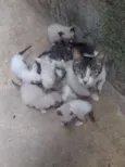 Fofinhos