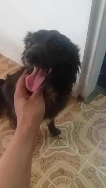 Cachorro ra a vira lata  idade 7 a 11 meses nome 1,2,3,4,5,,6,7,8
