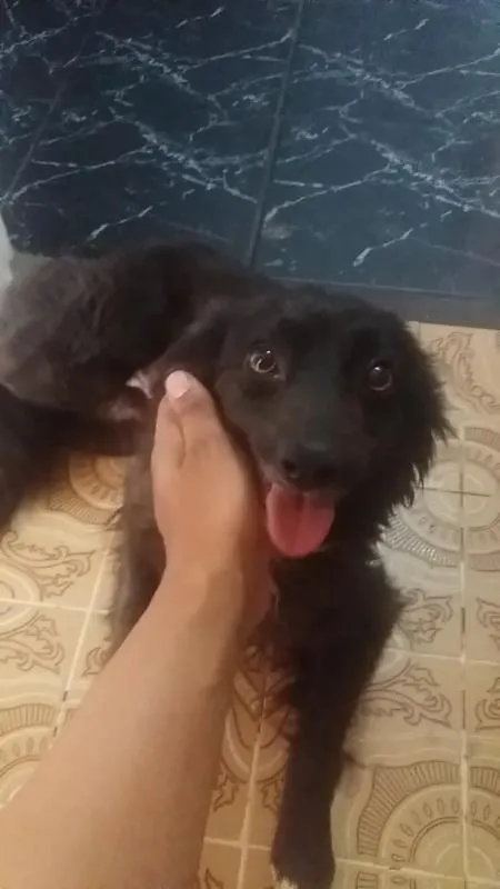 Cachorro ra a vira lata  idade 7 a 11 meses nome 1,2,3,4,5,,6,7,8