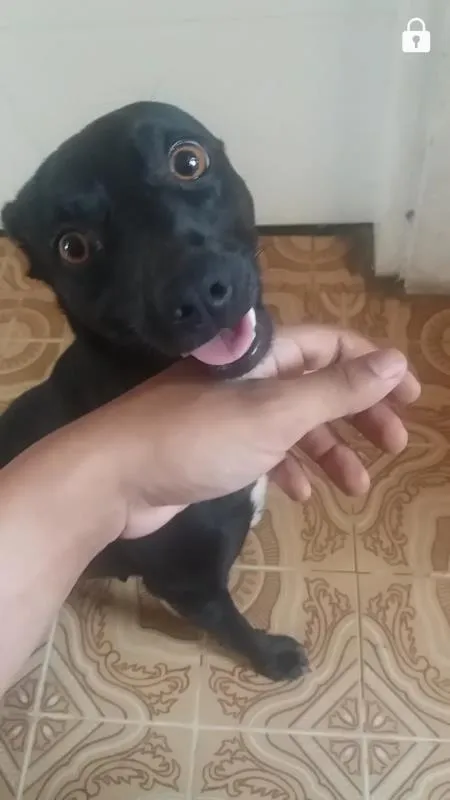 Cachorro ra a vira lata  idade 7 a 11 meses nome 1,2,3,4,5,,6,7,8