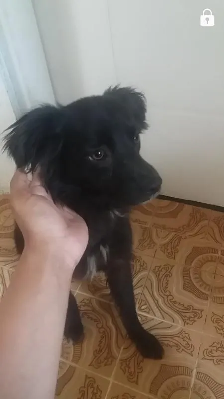 Cachorro ra a vira lata  idade 7 a 11 meses nome 1,2,3,4,5,,6,7,8