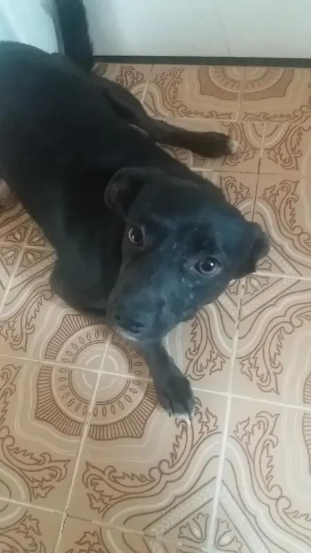Cachorro ra a vira lata  idade 7 a 11 meses nome 1,2,3,4,5,,6,7,8