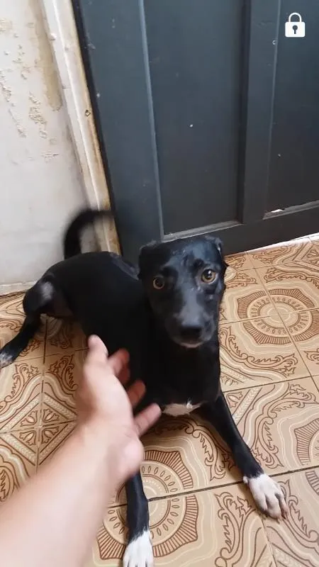 Cachorro ra a vira lata  idade 7 a 11 meses nome 1,2,3,4,5,,6,7,8
