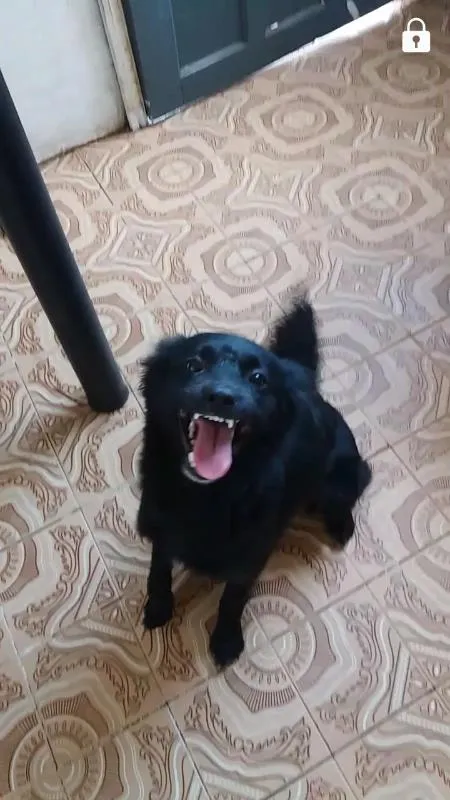 Cachorro ra a vira lata  idade 7 a 11 meses nome 1,2,3,4,5,,6,7,8