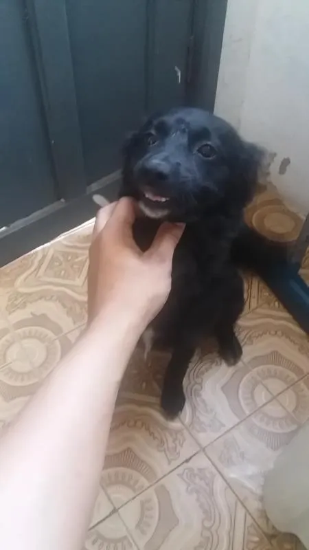 Cachorro ra a vira lata  idade 7 a 11 meses nome 1,2,3,4,5,,6,7,8