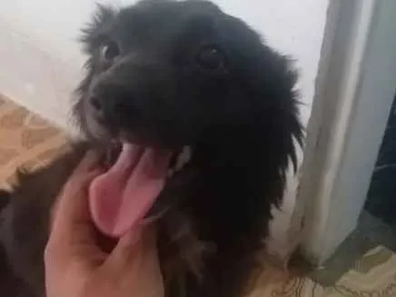Cachorro ra a vira lata  idade 7 a 11 meses nome 1,2,3,4,5,,6,7,8
