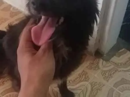 Cachorro ra a vira lata  idade 7 a 11 meses nome 1,2,3,4,5,,6,7,8