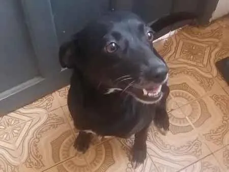 Cachorro ra a vira lata  idade 7 a 11 meses nome 1,2,3,4,5,,6,7,8