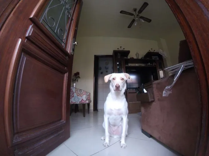 Cachorro ra a SRD idade 2 anos nome Buddy