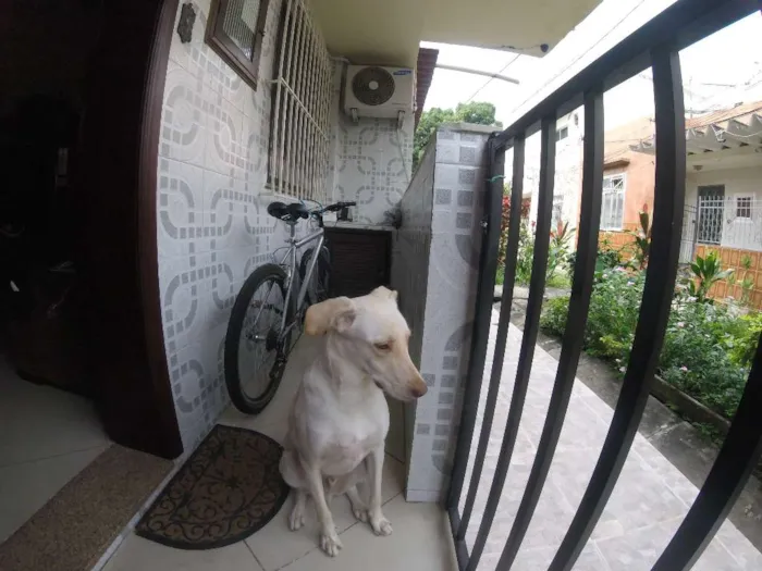 Cachorro ra a SRD idade 2 anos nome Buddy