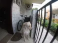 Buddy