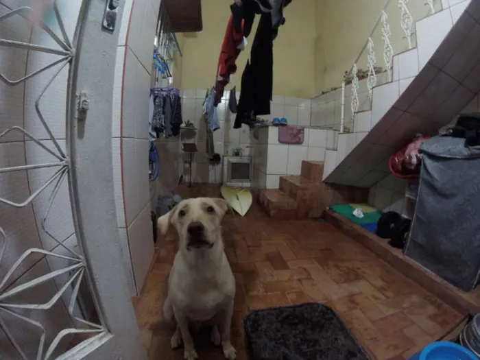 Cachorro ra a SRD idade 2 anos nome Buddy