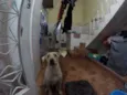 Buddy