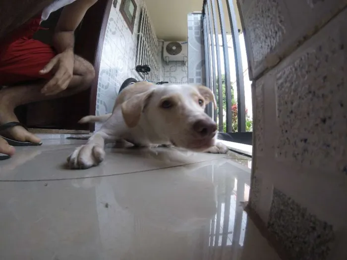 Cachorro ra a SRD idade 2 anos nome Buddy