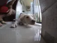 Buddy