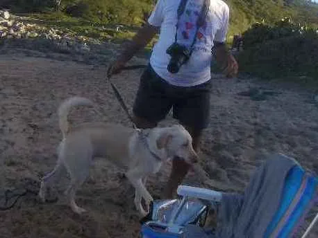 Cachorro ra a SRD idade 2 anos nome Buddy