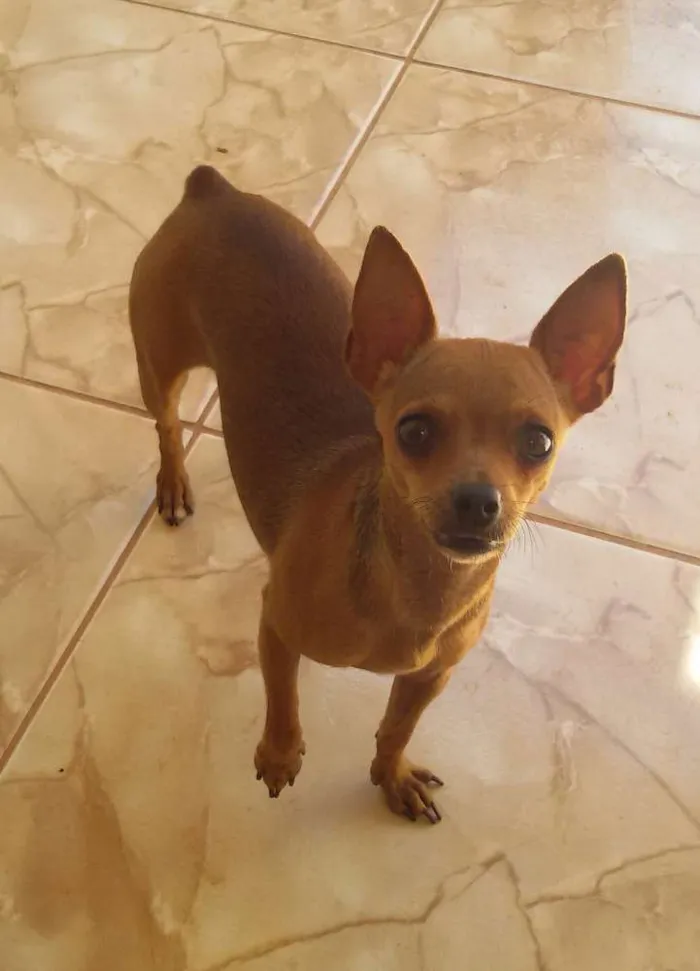 Cachorro ra a Pincher pequeno idade 5 anos nome Súri