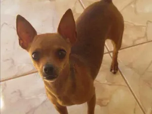 Cachorro raça Pincher pequeno idade 5 anos nome Súri