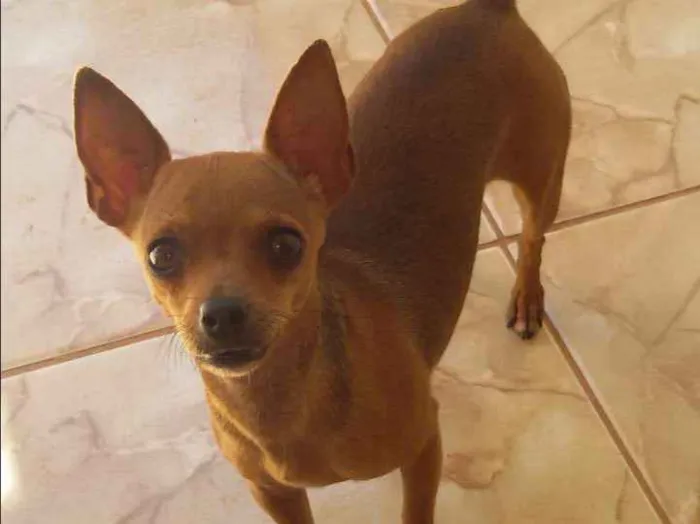 Cachorro ra a Pincher pequeno idade 5 anos nome Súri