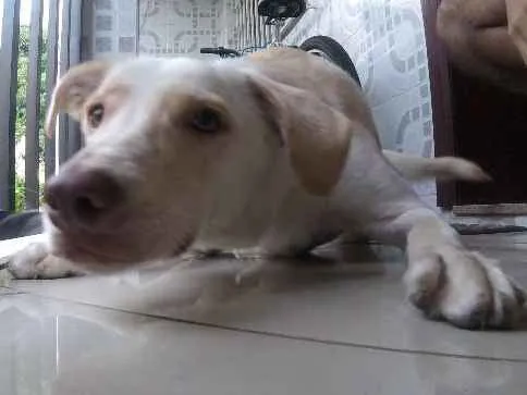 Cachorro ra a SRD idade 2 anos nome Buddy