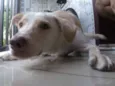 Buddy